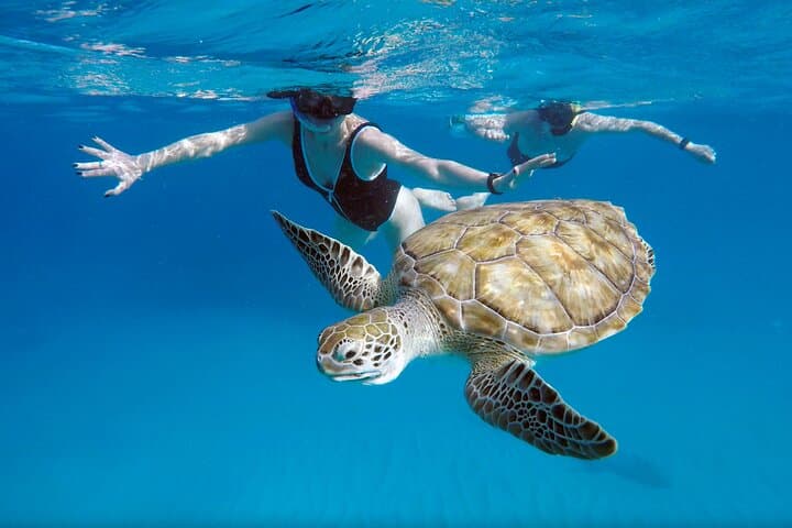 Che’s Early-Morning Snorkel Cruise in Barbados: Turtles & Shipwrecks photo 2