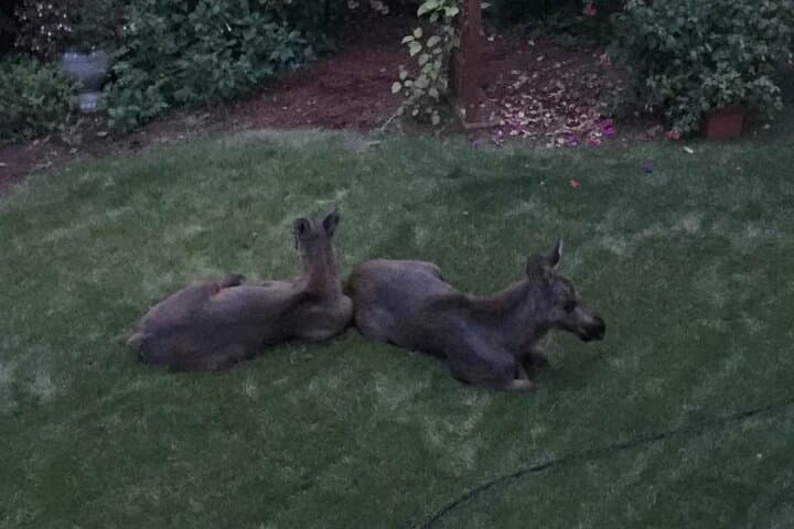 Whittier to Anchorage Seward Highway Wildlife & Sightseeing Tour photo 6