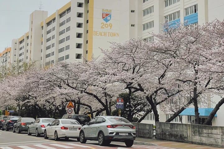 Busan to Jinhae: Private Cherry Blossom Day Tour to Gyeonghwa Station photo 2