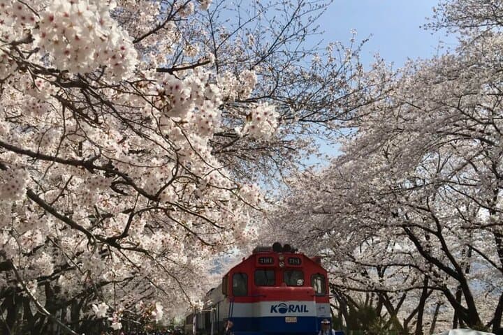 Busan to Jinhae: Private Cherry Blossom Day Tour to Gyeonghwa Station