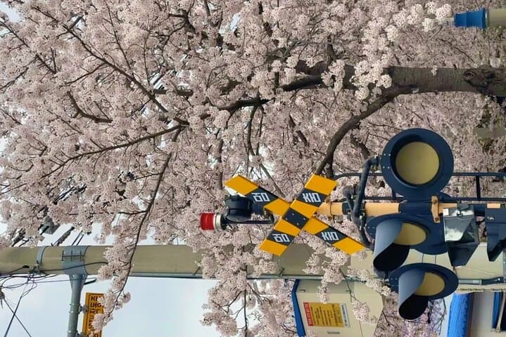 Busan to Jinhae: Private Cherry Blossom Day Tour to Gyeonghwa Station photo 3