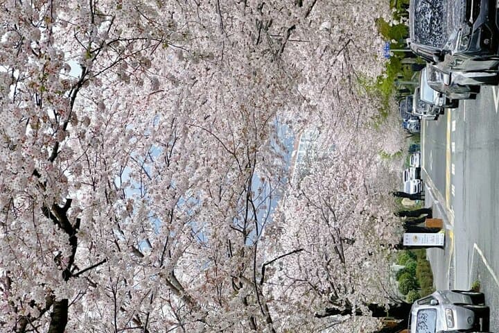 Busan to Jinhae: Private Cherry Blossom Day Tour to Gyeonghwa Station photo 4