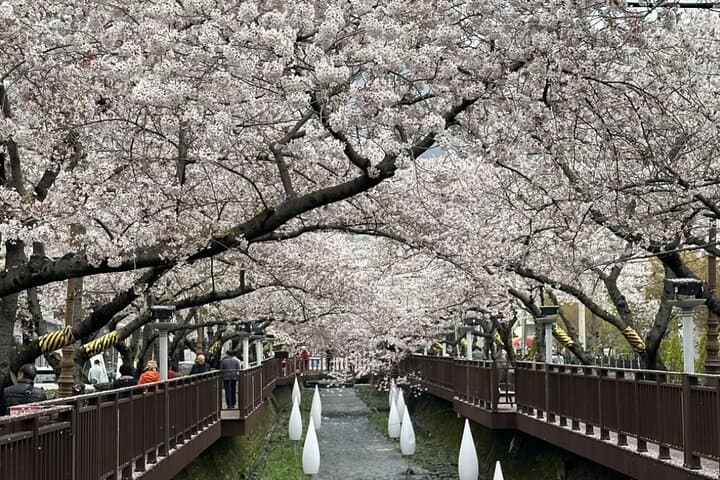 Busan to Jinhae: Private Cherry Blossom Day Tour to Gyeonghwa Station photo 5