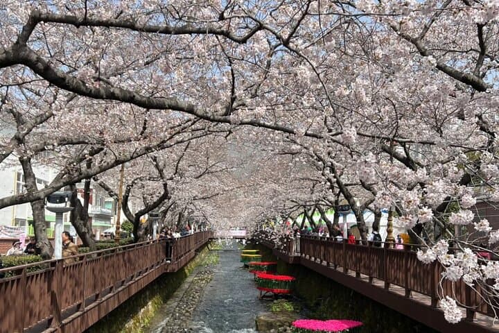 Busan to Jinhae: Private Cherry Blossom Day Tour to Gyeonghwa Station photo 6