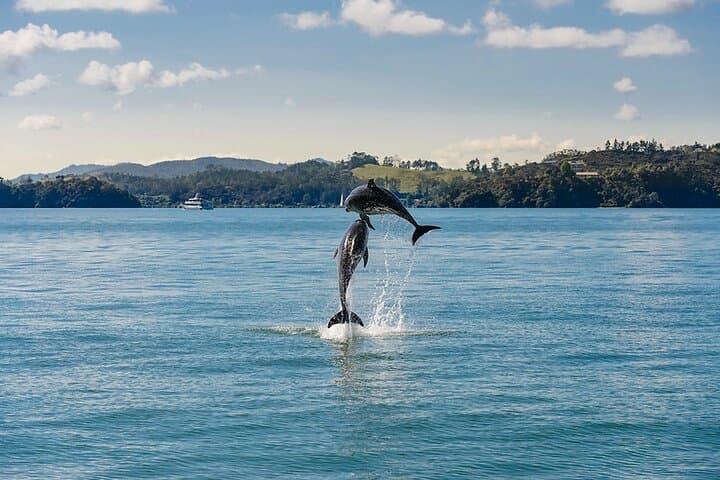 Hole in the Rock Dolphin Cruise from Auckland — Bay of Islands Day Trip photo 2