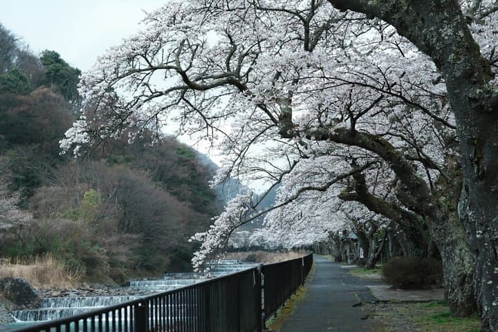 Cherry Blossoms and Volcanoes: Private Hakone Day Tour from Tokyo photo 2