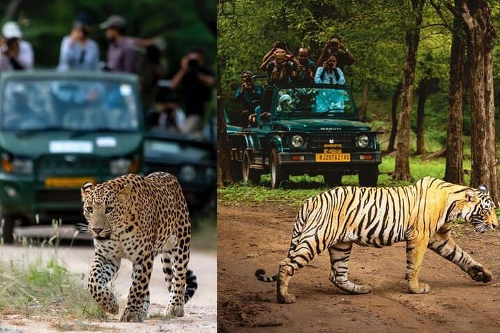 Golden Triangle & Ranthambore: 5-Day Delhi–Agra–Jaipur Safari with Taj Sunrise