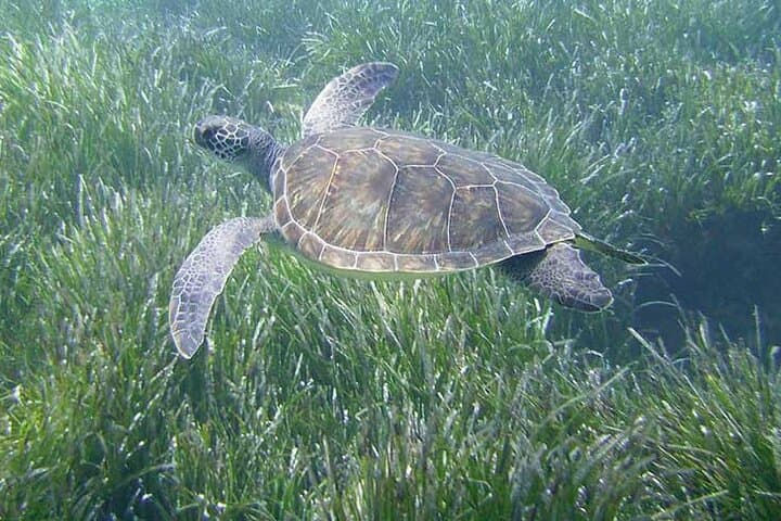 PADI Open Water Diver Course in Latchi — Learn to Dive the Akamas Coast photo 4
