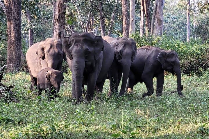 Nagarhole & Kabini Safari: 3-Day Wildlife Retreat from Bangalore photo 3
