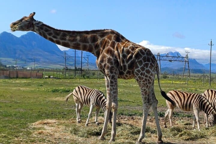Cape Town Giraffe & Cheetah Encounter with Cape Winelands Wine Tour