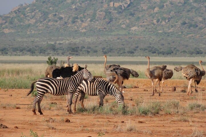 Tsavo East 2-Day Safari from Diani or Mombasa: Elephants, Yatta Plateau & Aruba Dam photo 5
