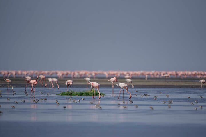 3-Day Ol Doinyo Lengai and Lake Natron Safari: Summit Trek, Flamingos & Maasai Culture