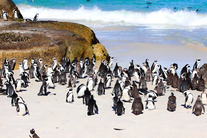 Cape of Good Hope Sunset Tour from Cape Town: Boulders, Chapman's Peak & Maiden's Cove photo 3