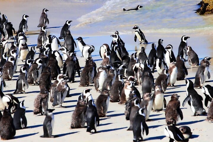 Half-Day Boulders Beach Penguin Encounter & Swimming from Cape Town photo 3