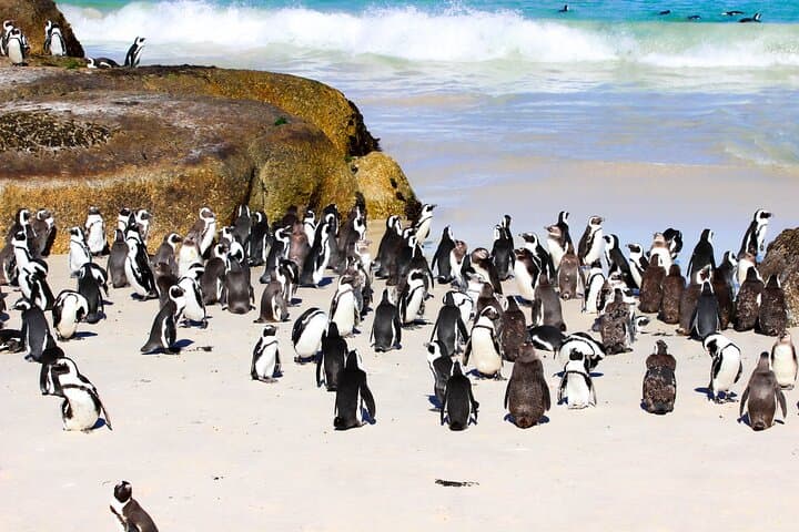 Half-Day Boulders Beach Penguin Encounter & Swimming from Cape Town photo 4