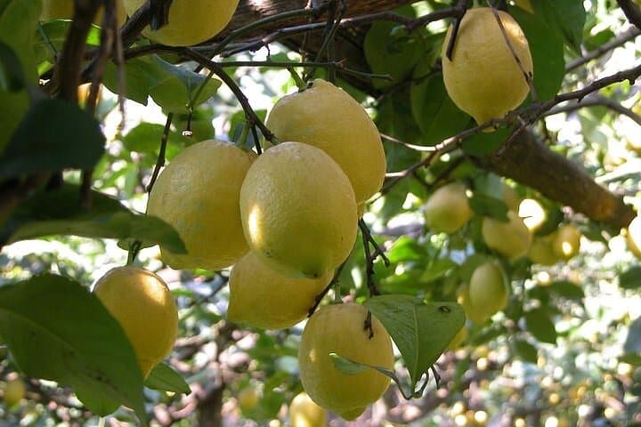 Sorrento Coast Lemon, Olive Oil & Mozzarella Farm Tour photo 5