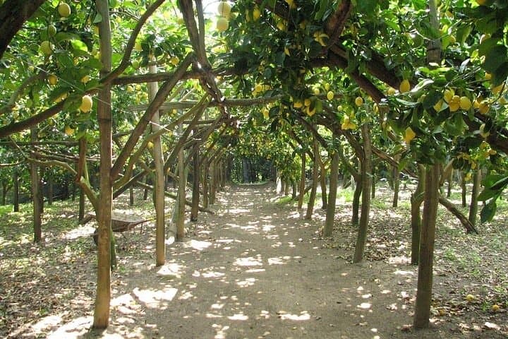 Sorrento Coast Lemon, Olive Oil & Mozzarella Farm Tour