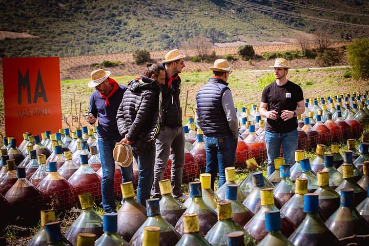 Roussillon Wine Tour: Collioure Vines, Picnic & Sweet-Wine Tastings
