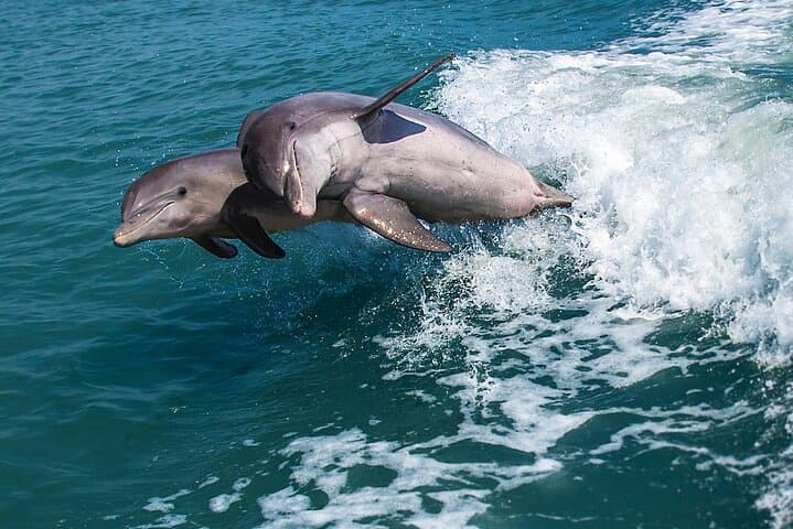 Marco Island Dolphin-Watching and Tubing: 10,000 Islands Wildlife Cruise photo 2
