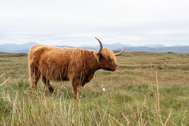 Bespoke Scotland Multi-Day Private Tours — Custom History, Nature & Photography from Edinburgh photo 2