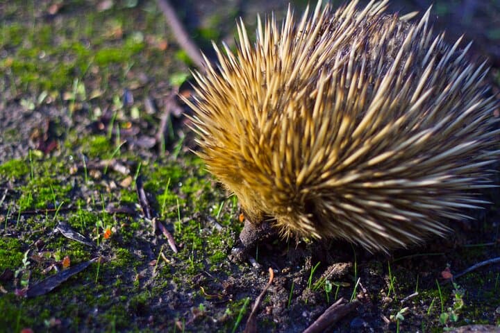 Guided Koala Walk and Bushfire Ecology Tour on Kangaroo Island photo 4