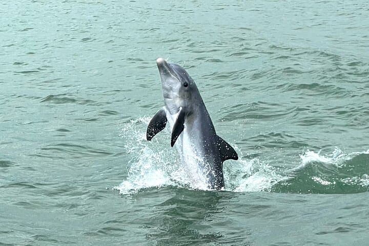 Private Marco Island Boat Tour: Dolphin Watching, Tubing & Shelling in the 10,000 Islands photo 3