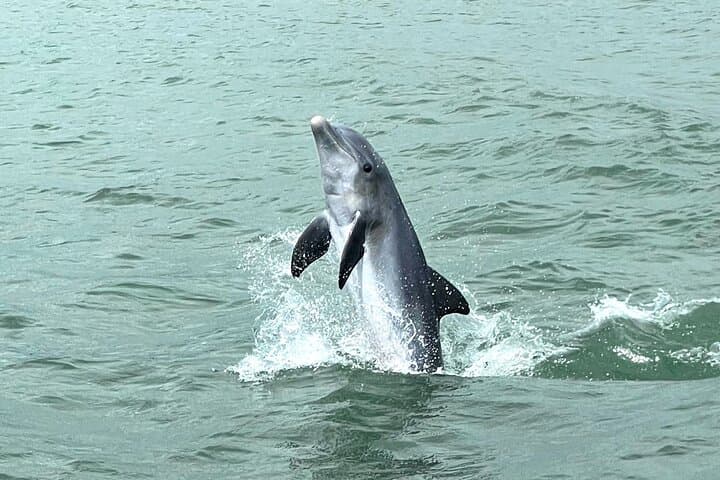 Marco Island Dolphin-Watching and Tubing: 10,000 Islands Wildlife Cruise photo 6