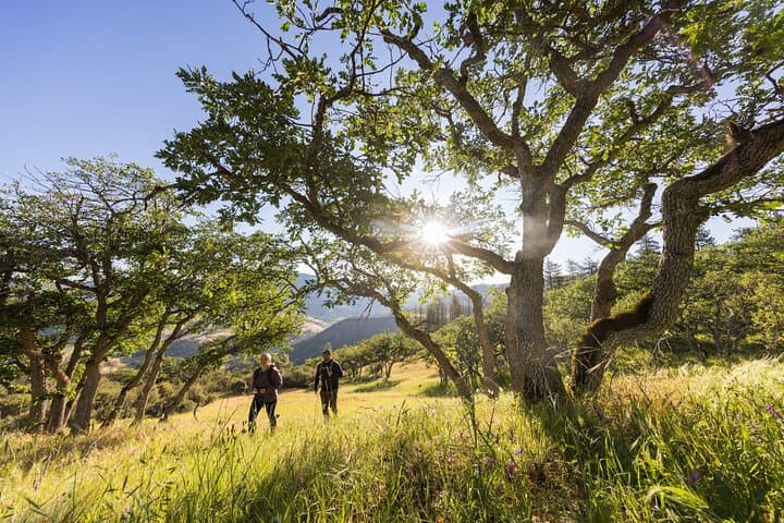Walking Safari & Game Drive in Arusha National Park — Day Trip Guide