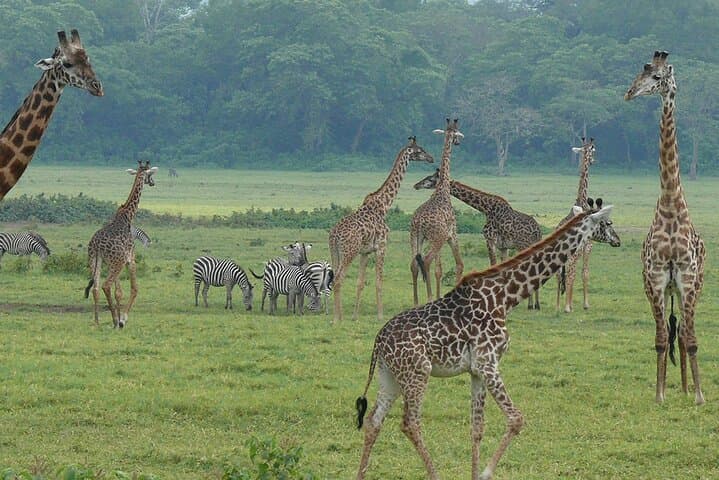 Walking Safari & Game Drive in Arusha National Park — Day Trip Guide photo 3