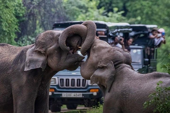 Udawalawe Jeep Safari From Bentota: Day Trip to See Wild Elephants photo 1