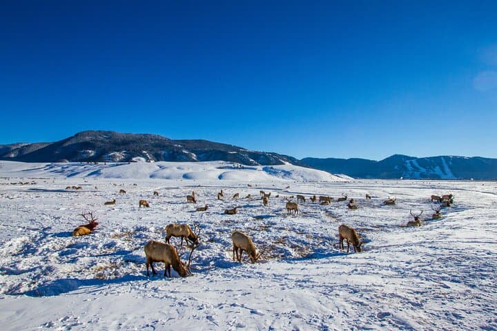 Full-Day Private Elk Refuge Sleigh Ride & Wildlife Art Museum Tour in Jackson Hole