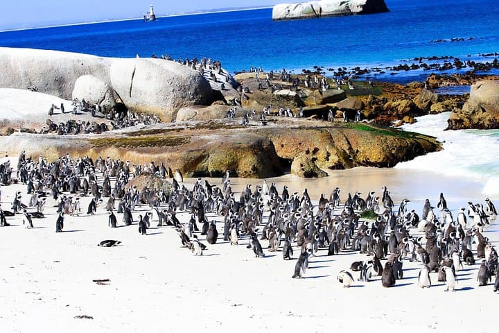 Half-Day Table Mountain and Boulders Beach Penguin Tour — Cable Car, Chapman's Peak Scenic Drive photo 4