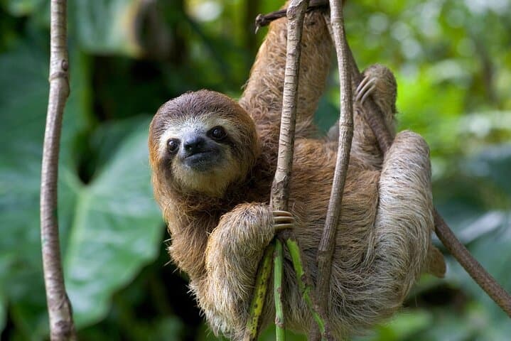 Playa Hermosa Sloth & Waterfall Wildlife Tour with Lunch
