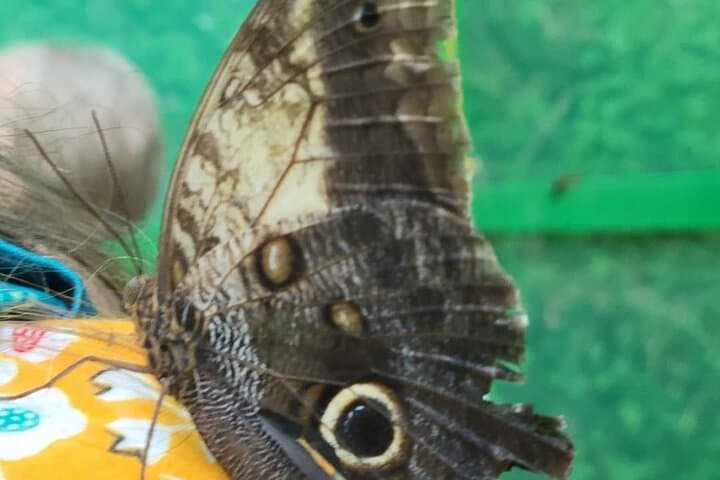 Roatán Suspension Bridge Hike to Waterfalls and Macaw Market photo 3