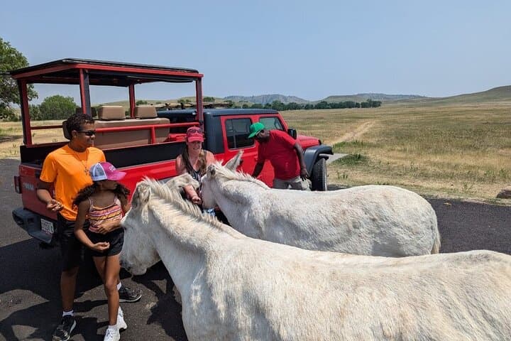 Jeep Bison Safari at Custer State Park — Full-Day Wildlife & Needles Highway Tour photo 4