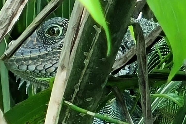 Gatun Lake Wildlife & Emberá Community Boat Tour from Panama City photo 3