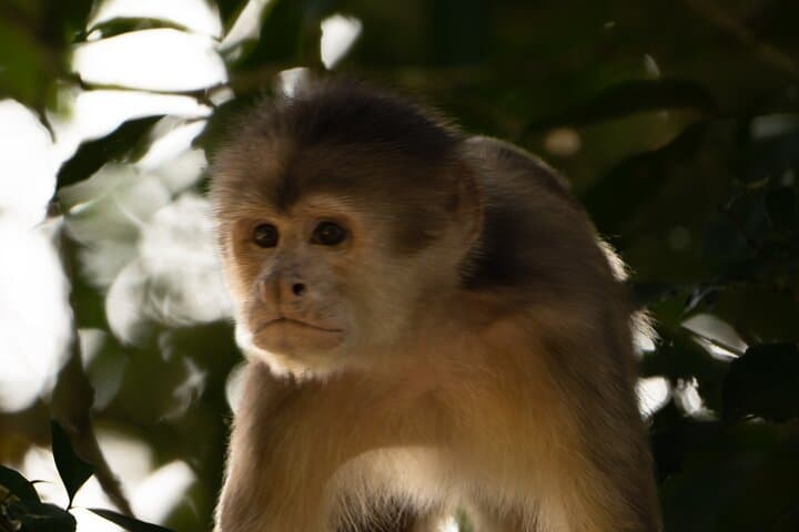 Andes to Amazon: 4-Day Ecuador Adventure with Papallacta Hot Springs and Amazon Lodge