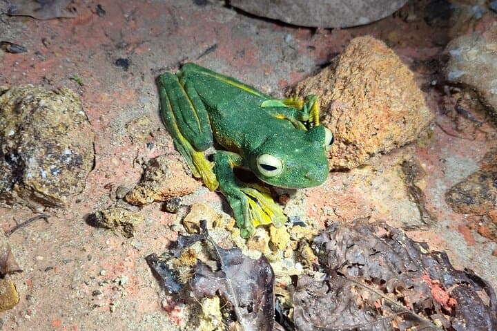 Kubah Nighttime Frog Safari: Guided Nocturnal Walk in Kubah National Park