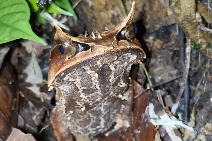Kubah Nighttime Frog Safari: Guided Nocturnal Walk in Kubah National Park photo 4