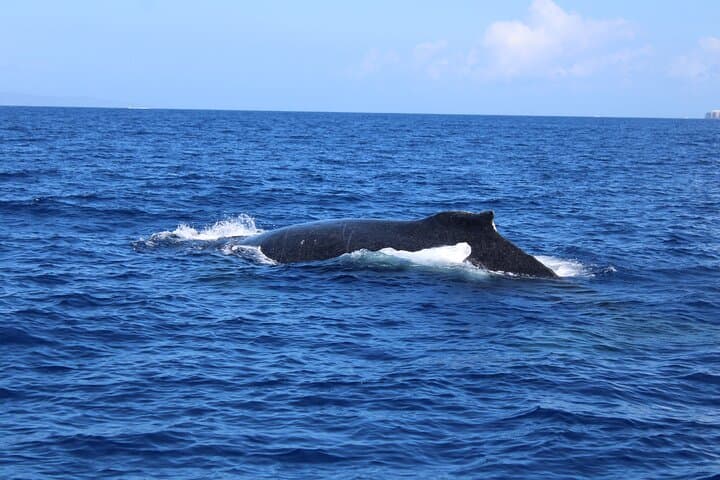Private Whale Watching Charter from Kāʻanapali — Humpbacks & Dolphin Search photo 2