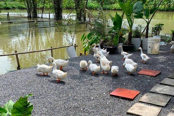 Scenic Ninh Binh Motorbike Tour from Hanoi: Rice Fields, Cave Temples & Farm Life photo 3