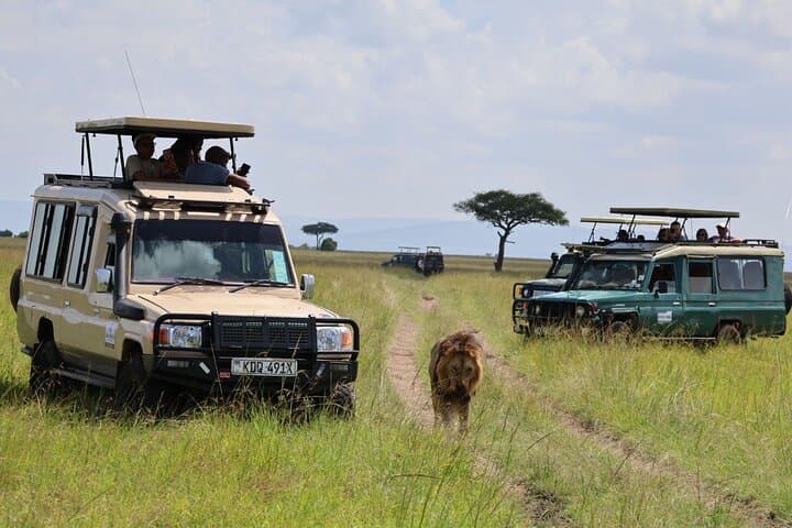 Private 3-Day Maasai Mara Safari — Luxury Camp, 4x4 Game Drives & Maasai Village photo 6