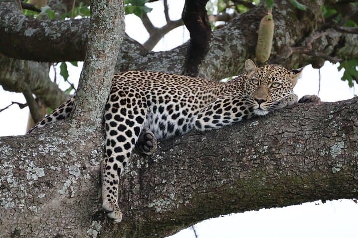 Private 3-Day Maasai Mara Safari — Luxury Camp, 4x4 Game Drives & Maasai Village photo 2