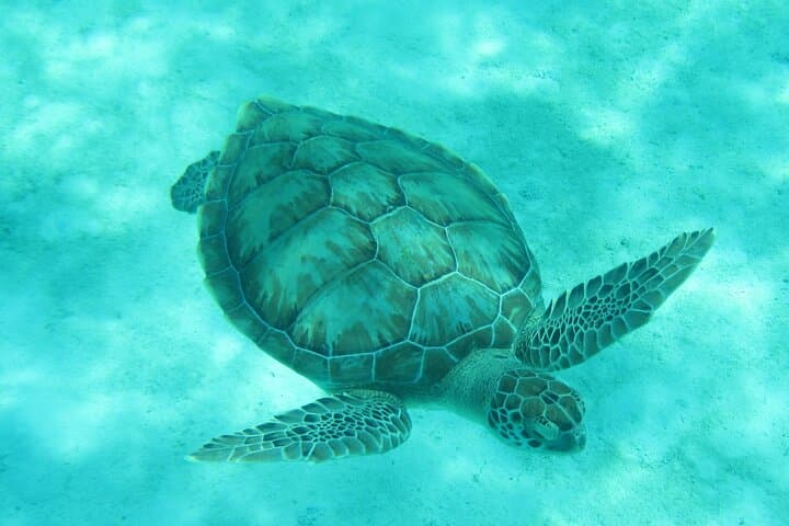 Barbados Small-Group Snorkel & Sail in Carlisle Bay — Turtles, Wrecks & Rum Punch photo 2