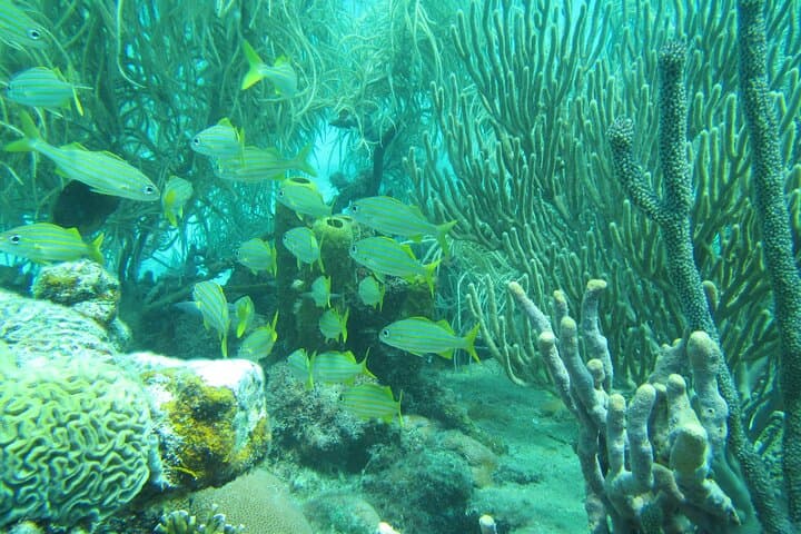 Barbados Catamaran Turtle & Shipwreck Snorkeling Cruise on the West Coast photo 5