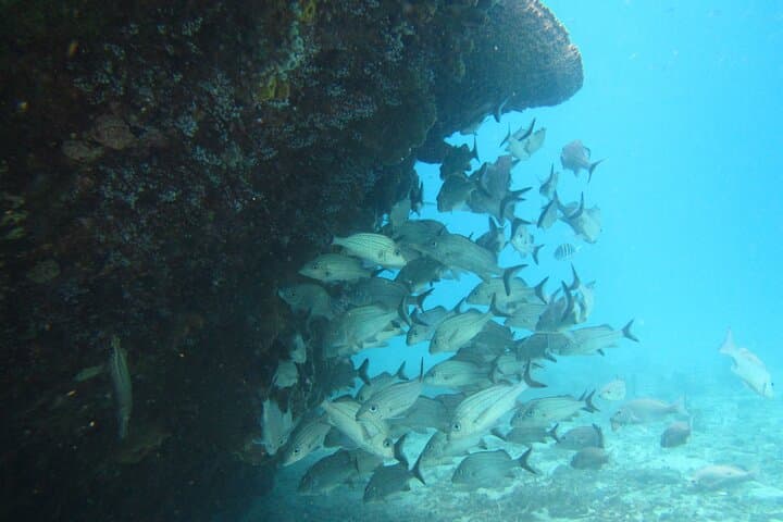 Barbados Small-Group Snorkel & Sail in Carlisle Bay — Turtles, Wrecks & Rum Punch photo 3