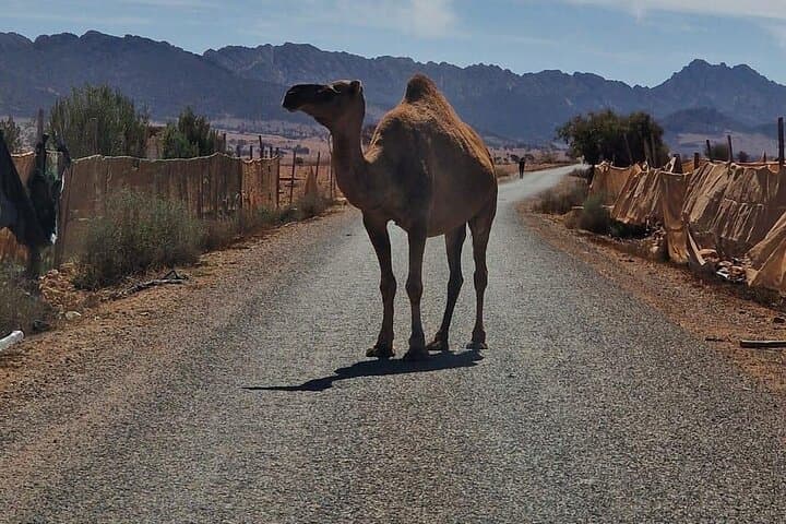 Agadir Jeep Safari: Mini Sahara 4x4 Day Tour from Agadir with Berber Lunch photo 2