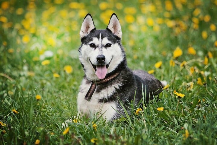 Hiking with Huskies Near Riga: Family-Friendly Forest Walk with Dog Team photo 2