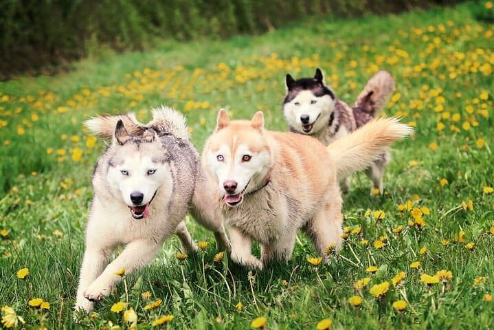 Hiking with Huskies Near Riga: Family-Friendly Forest Walk with Dog Team photo 3