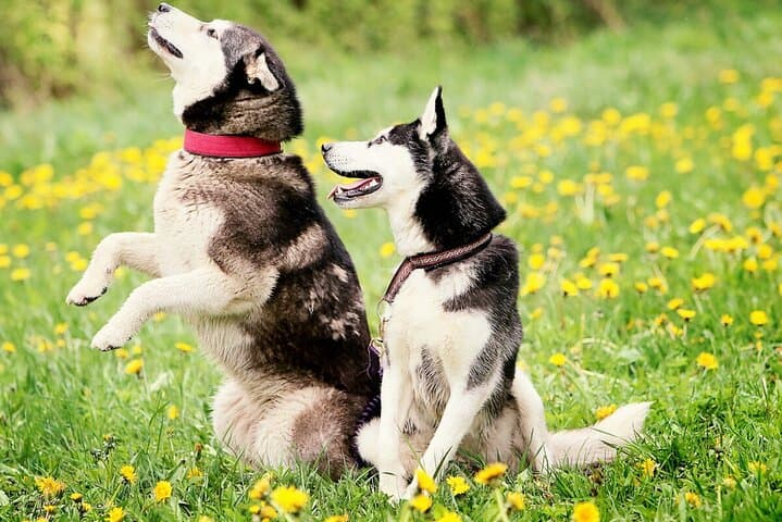 Hiking with Huskies Near Riga: Family-Friendly Forest Walk with Dog Team photo 4